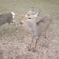 Deer in Nara.